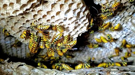 wasp nest removal inside wall